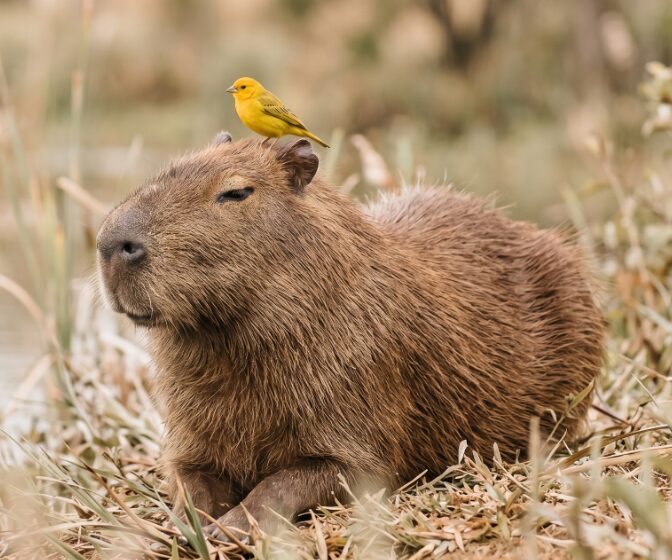 Capybara with a small yellow bird on its head
